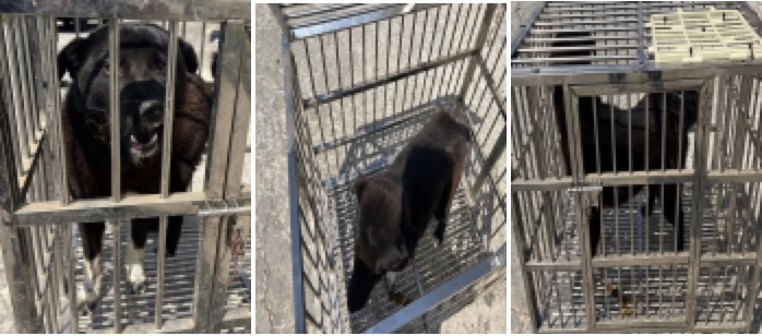 부산동물보호센터_426332202300198